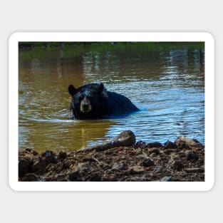 Bear Bath Sticker